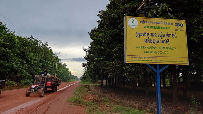 Sang Campuchia trồng cao su: Bắt đầu có lãi 